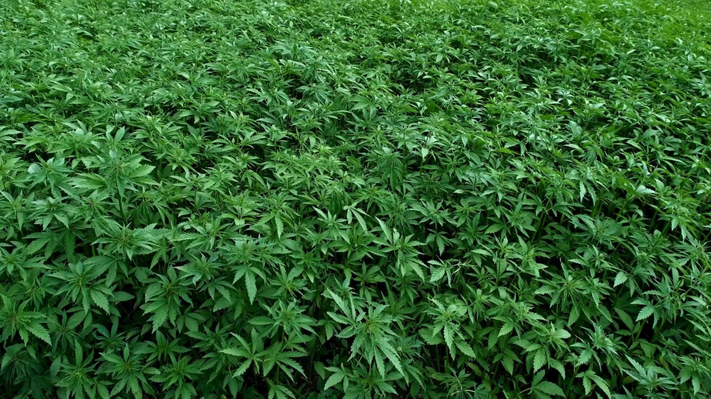 Legacy cannabis field in the Emerald Triangle